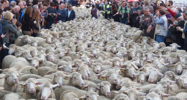 TIEMPOS DE TRASHUMANCIA EN MADRID